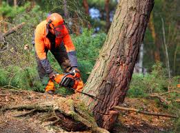 Best Seasonal Cleanup  in Woodville, FL